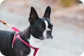Are Boston Terriers Generally Okay With Being Alone? - Quora