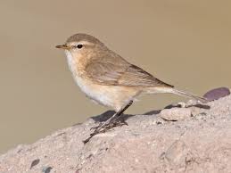 Image result for Cliffortia nitidula