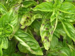 Leaf spot diseases cause small spots to form on basil leaves. Keep Your Basil Alive Common Reasons Basil Is Dying
