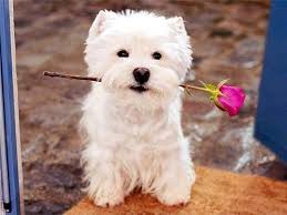 Ladylimoges Cute Animals Cute Puppies Westies
