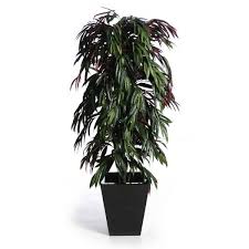 Questa pianta da interno può produrre steli piuttosto lunghi, quindi basta potarli ogni tanto. Piante Da Interno Resistenti Piante Appartamento Piante Da Interno