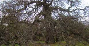 Algarrobo Abuelo San Luis San Luis Merlo San Luis Lugares Hermosos