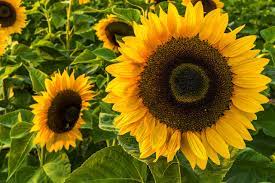 Free Image On Pixabay Sunflower Summer Sunflower Field Flower Images Sunflower Images Sunflower Fields