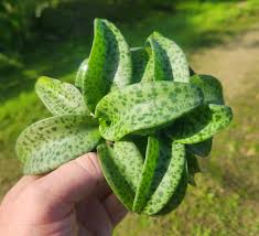 Image result for Drimiopsis