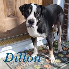 Click here to view french bulldogs in colorado for adoption. Dog For Adoption Dillon A Great Dane American Bulldog Mix In Windsor Co Petfinder