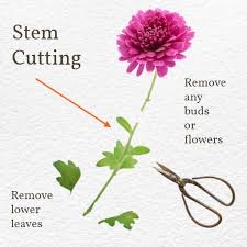 Start them indoors six to eight weeks before your last expected. How To Grow Mums From Cuttings Empress Of Dirt