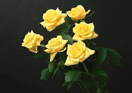 Six Yellow Rose Flowers Yellow Roses Black Background Flowers 2k Wallpaper Hdwallpaper Desktop Yellow Roses Flowers Rose Wallpaper