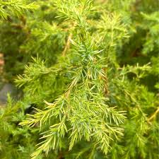 Image result for Juniperus