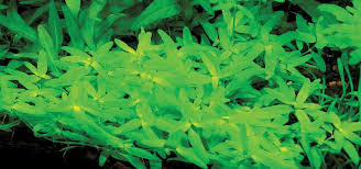 Image result for Elatine