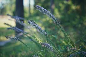 Image result for Xyris fugaciflora