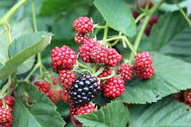 This fungus lives throughout the world in soil and on plant matter such as sphagnum moss, rose bushes, and hay. Blackberry Bush Vs Poison Ivy