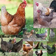 Hoover S Hatchery Isa Brown And Assorted Color Egg Layer 10 Count Baby Chicks At Tractor Supply Co The chicken is the most farmable animal in minecraft.