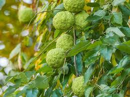 Image result for Maclura africana