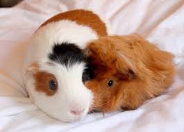 Epingle Sur Amours D Animaux