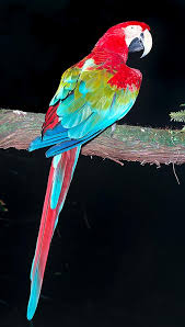 Image result for Acridocarpus chloropterus