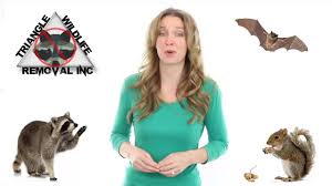 Whether you have one bat or an entire colony in your attic, if. Home Triangle Wildlife Removal 919 661 0722 Raleigh Nc