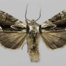 Image result for Hyppa rectilinea