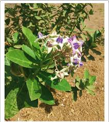 Portrait of a young blond woman in makeup and jewelry. Calotropis Gigantea Crown Flower Belonging To Family Asclepiadeae Download Scientific Diagram