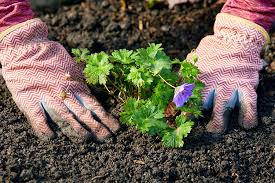 Plant, pest and disease identification are much easier with geographical context. Reduce Stress By Getting Out In The Garden Garden Gate