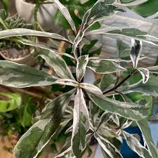 Image result for Justicia gendarussa