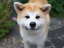 福島の山を放浪していた秋田犬 鎌倉の優しい家族に出会う | 「犬や猫ともっと幸せに」をコンセプトにしたWEBメディア「sippo」