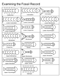 Help your students learn about fossils through this interactive fossil experiment freebie. Examining The Fossil Record