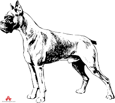 Black and white boxer dog tattoos. Drawing Line Drawing Boxer Dog Face Outline