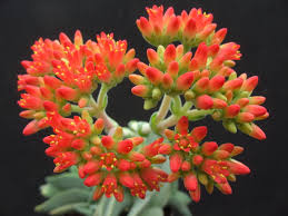 Image result for Culcasia falcifolia