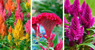 Types Of Celosia Flowers Plumed Celosia Crested Cockscomb Spiked Celosia Flowers Celosia Flower Types Of Flowers
