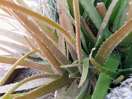 Although aloe vera grows better outdoors in the warmer months, they have no problem existing also, ensure that your pot has a drainage hole to prevent the roots from rotting. What Am I Doing Wrong To My Aloe Vera Plants Living With Aloe