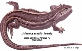 Image result for Laggera gracilis