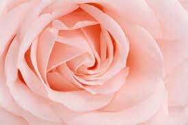 Rose — kgosigadi (rose on a ranch 2020). Maximum Profit For Rose Growers With Perfect Climate Munters
