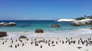 Popular hotels by the beach in cape town include pod camps bay boutique hotel, south beach camps bay boutique hotel, and tintswalo atlantic. Come Holiday In Cape Town By The Beach Discover The 3 Best Beaches