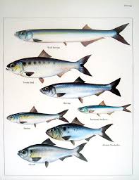 Wolf Herring Twaite Shad Sardine Herring European Anchovy Etc Rescued From A Much Loved And Read Reference Book On Animals Is This Fish Fish Art Animals