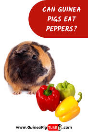 Pin On Guinea Pig Food And Diet