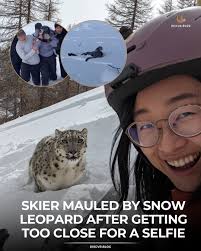 She thought she was close enough for a photo. What happened next was almost  unthinkable. 😮 A skier in northwest China was attacked by a rare snow  leopard after approaching the animal