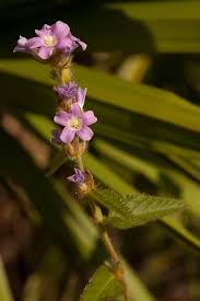 Image result for Melochia melissifolia