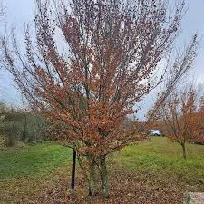 Image result for Fagus sylvatica Cockleshell
