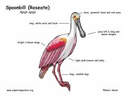 Brookfield zoo, also known as the chicago zoological park, is a zoo located in the chicago suburb of brookfield, illinois.it houses around 450 species of animals in an area of 216 acres (87 ha). Spoonbill Roseate Exploring Nature Educational Resource Roseate Spoonbill Camping Art Drawing Ideas Flowers