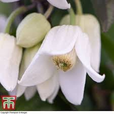 Maybe you would like to learn more about one of these? Clematis Urophylla Winter Beauty Plants Thompson Morgan