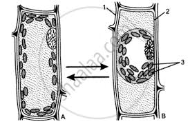 In The Figure Below A Shows A Cell In The Normal State And B Shows The Same Cell After Leaving It In A Certain Solution For A Few Minutes Biology