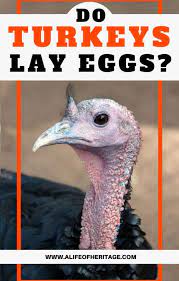 Do Turkeys Lay Eggs Your Questions Answered Great Turkey Egg Info
