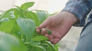 Pinch plants frequently to encourage bushy growth, and pick off flower heads regularly so plants put their energy into foliage. When And How To Harvest Basil In Your Garden Amaze Vege Garden