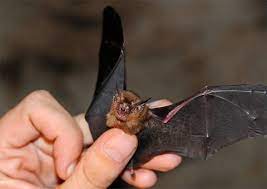 Show me a picture of a bumblebee bat. The Bumblebee Bat Also Known As Vet N Pet Direct Facebook