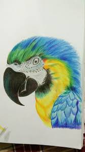 Color Pencil Sketch Papagei Zeichnung Tiere Malen Zeichnungen Wenn das gehalt kaum zum leben reicht.
