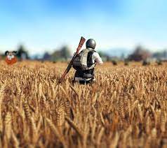 Pubg Duvar Kagidi Wallpaper Wheatfield Wallpaper Photo Hd