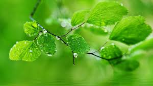 If you see some water drop wallpaper hd you'd like to use, just click on the image to download to your desktop or mobile devices. Free Download Wallpapers Hd Green Leaves Water Droplets Ripple Hd Picture Water Drop 1600x900 For Your Desktop Mobile Tablet Explore 73 Water Drop Hd Wallpapers Water Droplets Wallpaper Hd