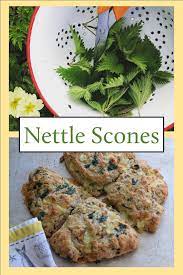 Forage Cook Eat Nettle Recipes Foraged Food Foraging Recipes