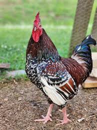 Buy Speckled Sussex Chicken