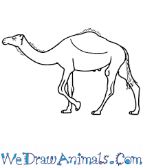 This guide of how to draw a camel step by step is easy and quick. How To Draw A Realistic Camel